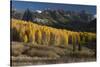 Colorado. Autumn Yellow Aspen and Fir Trees Near Owl Creek Pass, Uncompahgre National Forest-Judith Zimmerman-Stretched Canvas