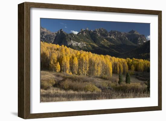 Colorado. Autumn Yellow Aspen and Fir Trees Near Owl Creek Pass, Uncompahgre National Forest-Judith Zimmerman-Framed Photographic Print