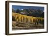 Colorado. Autumn Yellow Aspen and Fir Trees Near Owl Creek Pass, Uncompahgre National Forest-Judith Zimmerman-Framed Photographic Print