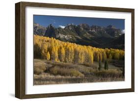 Colorado. Autumn Yellow Aspen and Fir Trees Near Owl Creek Pass, Uncompahgre National Forest-Judith Zimmerman-Framed Photographic Print