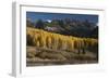 Colorado. Autumn Yellow Aspen and Fir Trees Near Owl Creek Pass, Uncompahgre National Forest-Judith Zimmerman-Framed Photographic Print