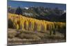 Colorado. Autumn Yellow Aspen and Fir Trees Near Owl Creek Pass, Uncompahgre National Forest-Judith Zimmerman-Mounted Photographic Print