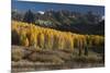 Colorado. Autumn Yellow Aspen and Fir Trees Near Owl Creek Pass, Uncompahgre National Forest-Judith Zimmerman-Mounted Photographic Print