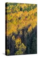 Colorado. Autumn Yellow Aspen, and Fir Trees, Uncompahgre National Forest-Judith Zimmerman-Stretched Canvas