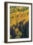 Colorado. Autumn Yellow Aspen, and Fir Trees, Uncompahgre National Forest-Judith Zimmerman-Framed Photographic Print