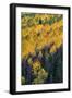 Colorado. Autumn Yellow Aspen, and Fir Trees, Uncompahgre National Forest-Judith Zimmerman-Framed Photographic Print