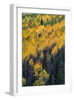 Colorado. Autumn Yellow Aspen, and Fir Trees, Uncompahgre National Forest-Judith Zimmerman-Framed Photographic Print