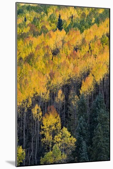 Colorado. Autumn Yellow Aspen, and Fir Trees, Uncompahgre National Forest-Judith Zimmerman-Mounted Photographic Print