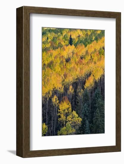 Colorado. Autumn Yellow Aspen, and Fir Trees, Uncompahgre National Forest-Judith Zimmerman-Framed Photographic Print