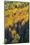 Colorado. Autumn Yellow Aspen, and Fir Trees, Uncompahgre National Forest-Judith Zimmerman-Mounted Photographic Print