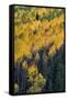 Colorado. Autumn Yellow Aspen, and Fir Trees, Uncompahgre National Forest-Judith Zimmerman-Framed Stretched Canvas