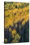 Colorado. Autumn Yellow Aspen, and Fir Trees, Uncompahgre National Forest-Judith Zimmerman-Stretched Canvas