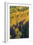 Colorado. Autumn Yellow Aspen, and Fir Trees, Uncompahgre National Forest-Judith Zimmerman-Framed Premium Photographic Print