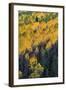 Colorado. Autumn Yellow Aspen, and Fir Trees, Uncompahgre National Forest-Judith Zimmerman-Framed Photographic Print