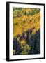 Colorado. Autumn Yellow Aspen, and Fir Trees, Uncompahgre National Forest-Judith Zimmerman-Framed Photographic Print