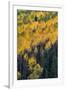 Colorado. Autumn Yellow Aspen, and Fir Trees, Uncompahgre National Forest-Judith Zimmerman-Framed Photographic Print