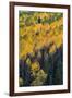 Colorado. Autumn Yellow Aspen, and Fir Trees, Uncompahgre National Forest-Judith Zimmerman-Framed Photographic Print