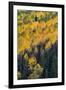 Colorado. Autumn Yellow Aspen, and Fir Trees, Uncompahgre National Forest-Judith Zimmerman-Framed Photographic Print