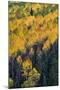 Colorado. Autumn Yellow Aspen, and Fir Trees, Uncompahgre National Forest-Judith Zimmerman-Mounted Photographic Print