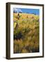 Colorado. Autumn Yellow Aspen and Fir Trees, Uncompahgre National Forest-Judith Zimmerman-Framed Photographic Print
