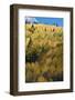 Colorado. Autumn Yellow Aspen and Fir Trees, Uncompahgre National Forest-Judith Zimmerman-Framed Photographic Print