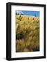 Colorado. Autumn Yellow Aspen and Fir Trees, Uncompahgre National Forest-Judith Zimmerman-Framed Photographic Print