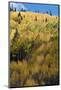 Colorado. Autumn Yellow Aspen and Fir Trees, Uncompahgre National Forest-Judith Zimmerman-Mounted Photographic Print