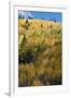 Colorado. Autumn Yellow Aspen and Fir Trees, Uncompahgre National Forest-Judith Zimmerman-Framed Photographic Print