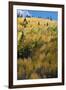 Colorado. Autumn Yellow Aspen and Fir Trees, Uncompahgre National Forest-Judith Zimmerman-Framed Photographic Print