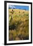 Colorado. Autumn Yellow Aspen and Fir Trees, Uncompahgre National Forest-Judith Zimmerman-Framed Photographic Print