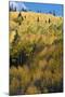 Colorado. Autumn Yellow Aspen and Fir Trees, Uncompahgre National Forest-Judith Zimmerman-Mounted Photographic Print