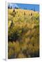 Colorado. Autumn Yellow Aspen and Fir Trees, Uncompahgre National Forest-Judith Zimmerman-Framed Photographic Print