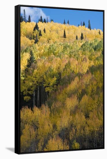 Colorado. Autumn Yellow Aspen and Fir Trees, Uncompahgre National Forest-Judith Zimmerman-Framed Stretched Canvas