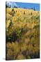 Colorado. Autumn Yellow Aspen and Fir Trees, Uncompahgre National Forest-Judith Zimmerman-Stretched Canvas