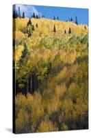 Colorado. Autumn Yellow Aspen and Fir Trees, Uncompahgre National Forest-Judith Zimmerman-Stretched Canvas