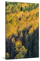 Colorado. Autumn Yellow Aspen, and Fir Trees, Uncompahgre National Forest-Judith Zimmerman-Stretched Canvas