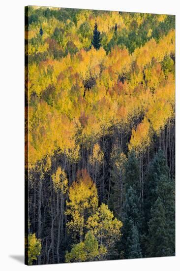 Colorado. Autumn Yellow Aspen, and Fir Trees, Uncompahgre National Forest-Judith Zimmerman-Stretched Canvas