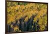 Colorado. Autumn Yellow Aspen, Fir Trees, Uncompahgre National Forest-Judith Zimmerman-Framed Photographic Print