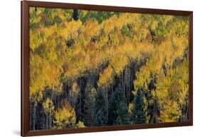 Colorado. Autumn Yellow Aspen, Fir Trees, Uncompahgre National Forest-Judith Zimmerman-Framed Photographic Print