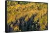 Colorado. Autumn Yellow Aspen, Fir Trees, Uncompahgre National Forest-Judith Zimmerman-Framed Stretched Canvas