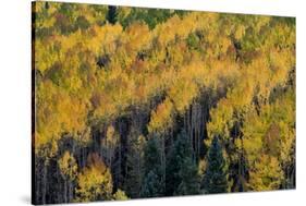 Colorado. Autumn Yellow Aspen, Fir Trees, Uncompahgre National Forest-Judith Zimmerman-Stretched Canvas