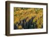 Colorado. Autumn Yellow Aspen, Fir Trees, Uncompahgre National Forest-Judith Zimmerman-Framed Photographic Print