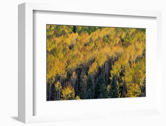 Colorado. Autumn Yellow Aspen, Fir Trees, Uncompahgre National Forest-Judith Zimmerman-Framed Photographic Print