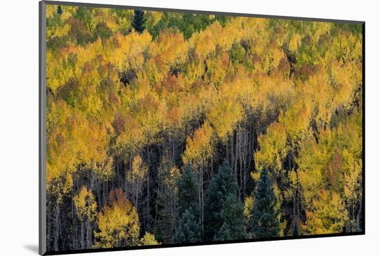 Colorado. Autumn Yellow Aspen, Fir Trees, Uncompahgre National Forest-Judith Zimmerman-Mounted Photographic Print