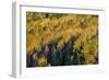 Colorado. Autumn Yellow Aspen, Fir Trees, Uncompahgre National Forest-Judith Zimmerman-Framed Photographic Print