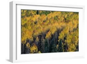 Colorado. Autumn Yellow Aspen, Fir Trees, Uncompahgre National Forest-Judith Zimmerman-Framed Photographic Print