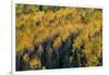 Colorado. Autumn Yellow Aspen, Fir Trees, Uncompahgre National Forest-Judith Zimmerman-Framed Premium Photographic Print