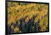 Colorado. Autumn Yellow Aspen, Fir Trees, Uncompahgre National Forest-Judith Zimmerman-Framed Premium Photographic Print