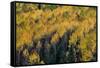 Colorado. Autumn Yellow Aspen, Fir Trees, Uncompahgre National Forest-Judith Zimmerman-Framed Stretched Canvas