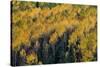 Colorado. Autumn Yellow Aspen, Fir Trees, Uncompahgre National Forest-Judith Zimmerman-Stretched Canvas